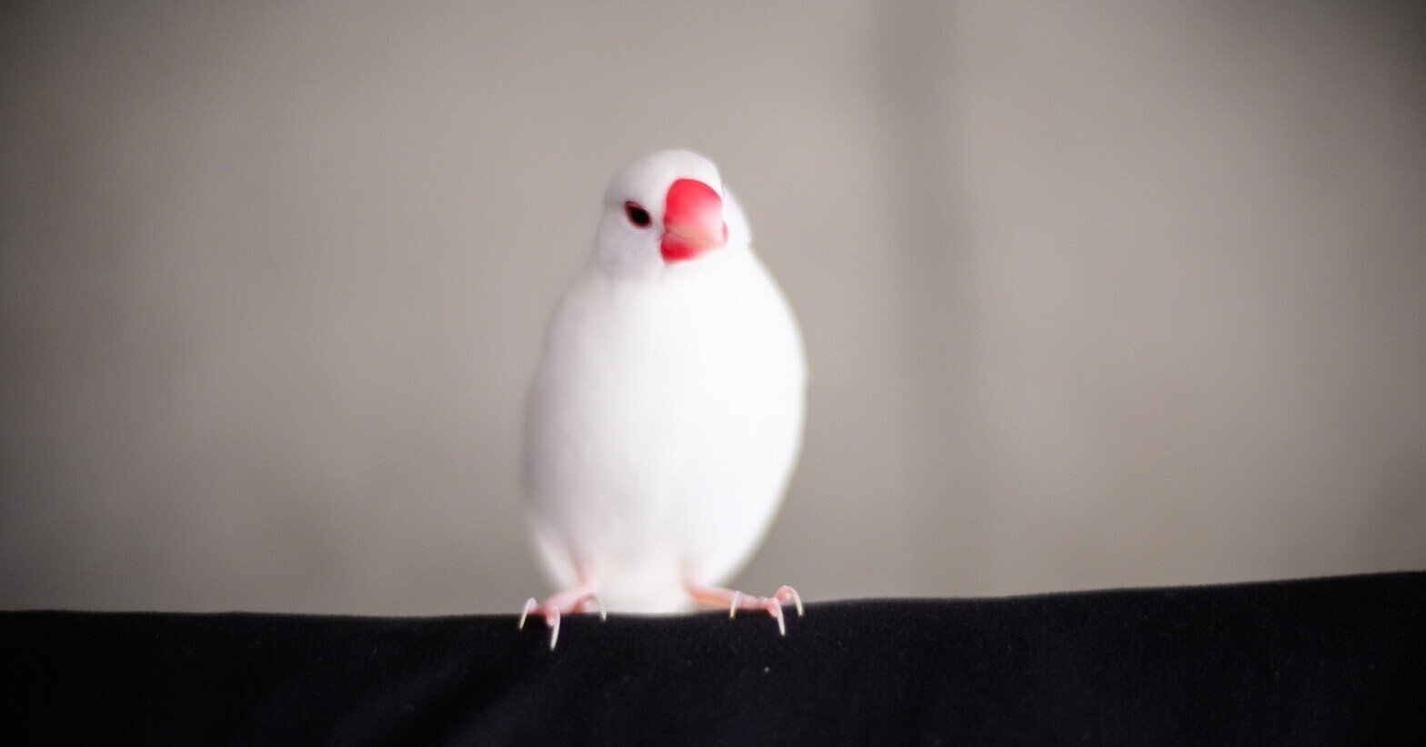 白文鳥とくらす Furubayashi Kaoru Note 白文鳥とくらす Furubayashi Kaoru Note