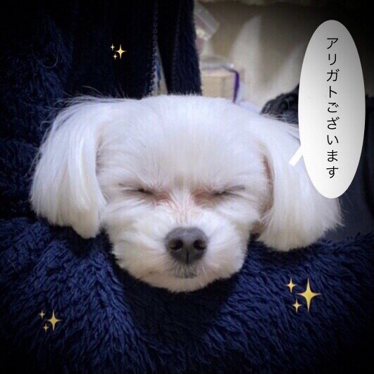 ドゥルルルル ジャジャーン おブス寝顔イヌユニバース 優勝は 犬ちゃん でーす 娯楽ないみ Note ドゥルルルル ジャジャーン おブス寝顔イヌユニバース 優勝は 犬ちゃん でーす 娯楽ないみ Note