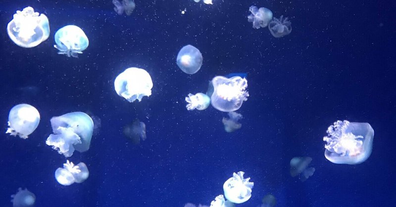 クラゲカワイイ の新着タグ記事一覧 Note つくる つながる とどける