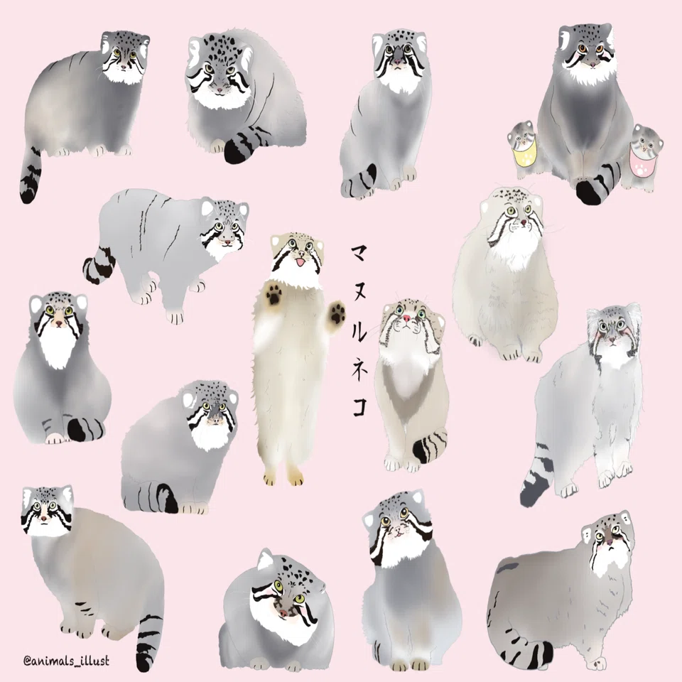 国内飼育マヌルネコ図鑑の完成 あいし Note