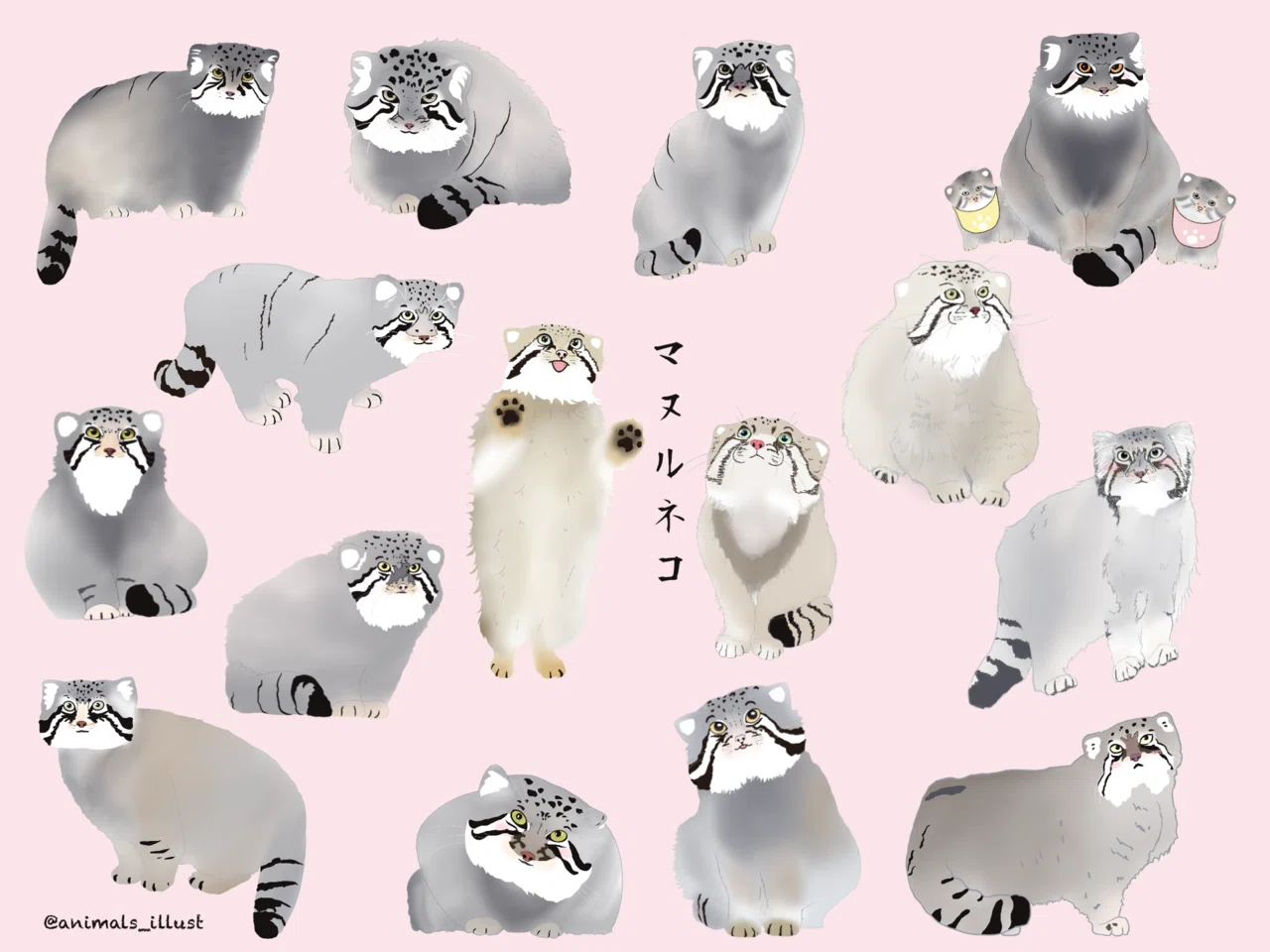 国内飼育マヌルネコ図鑑の完成 あいし Note 国内飼育マヌルネコ図鑑の完成 あいし Note