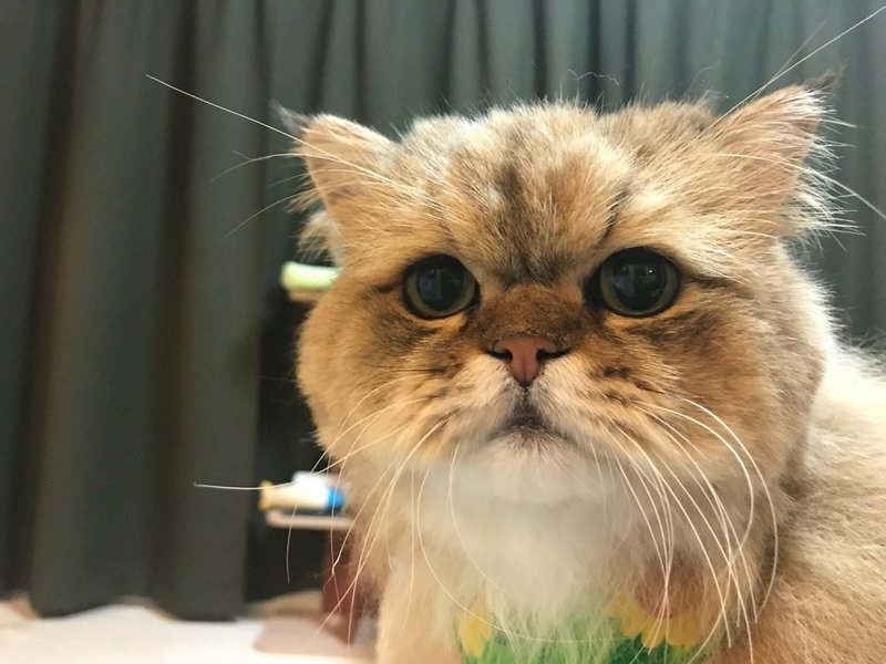 猫の毛を刈ってもらう 牧野なおき Note