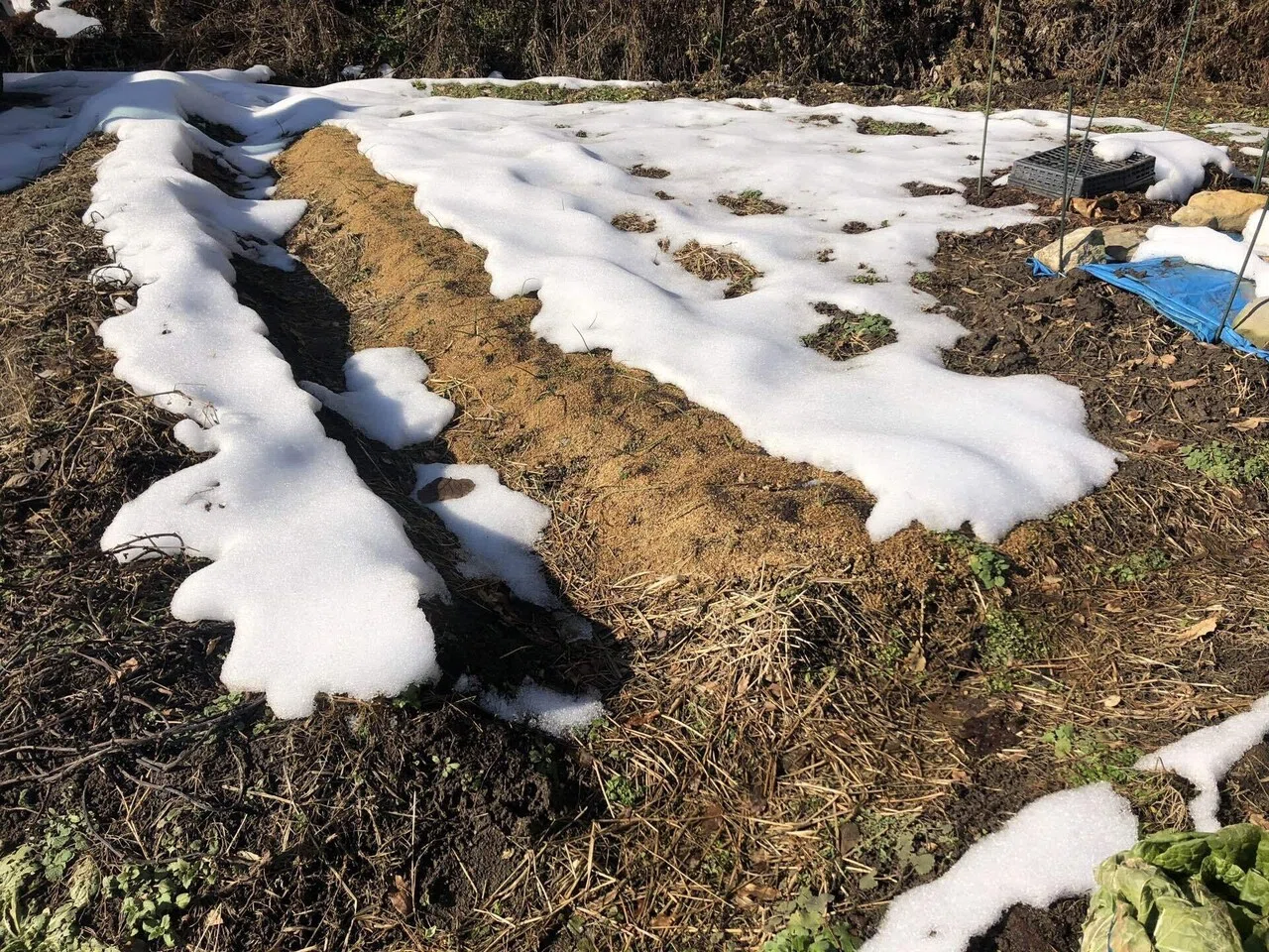 畑状況｜MUNA_FARM 無農薬自給自足｜note