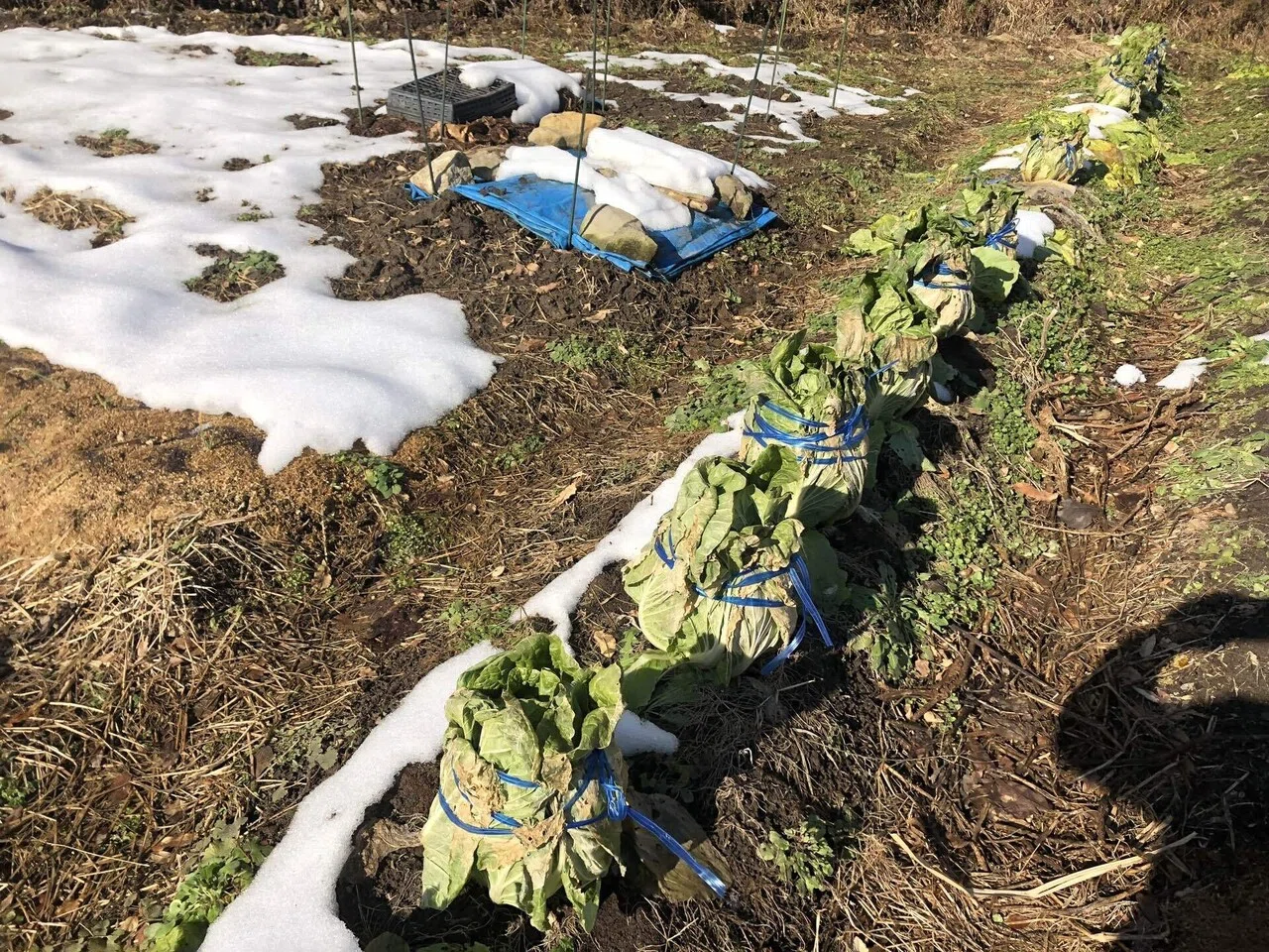 畑状況｜MUNA_FARM 無農薬自給自足｜note