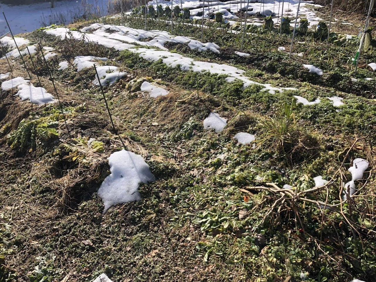 畑状況｜MUNA_FARM 無農薬自給自足｜note