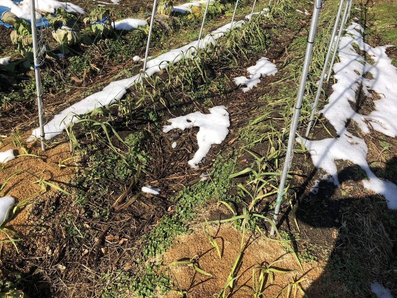 畑状況｜MUNA_FARM 無農薬自給自足｜note