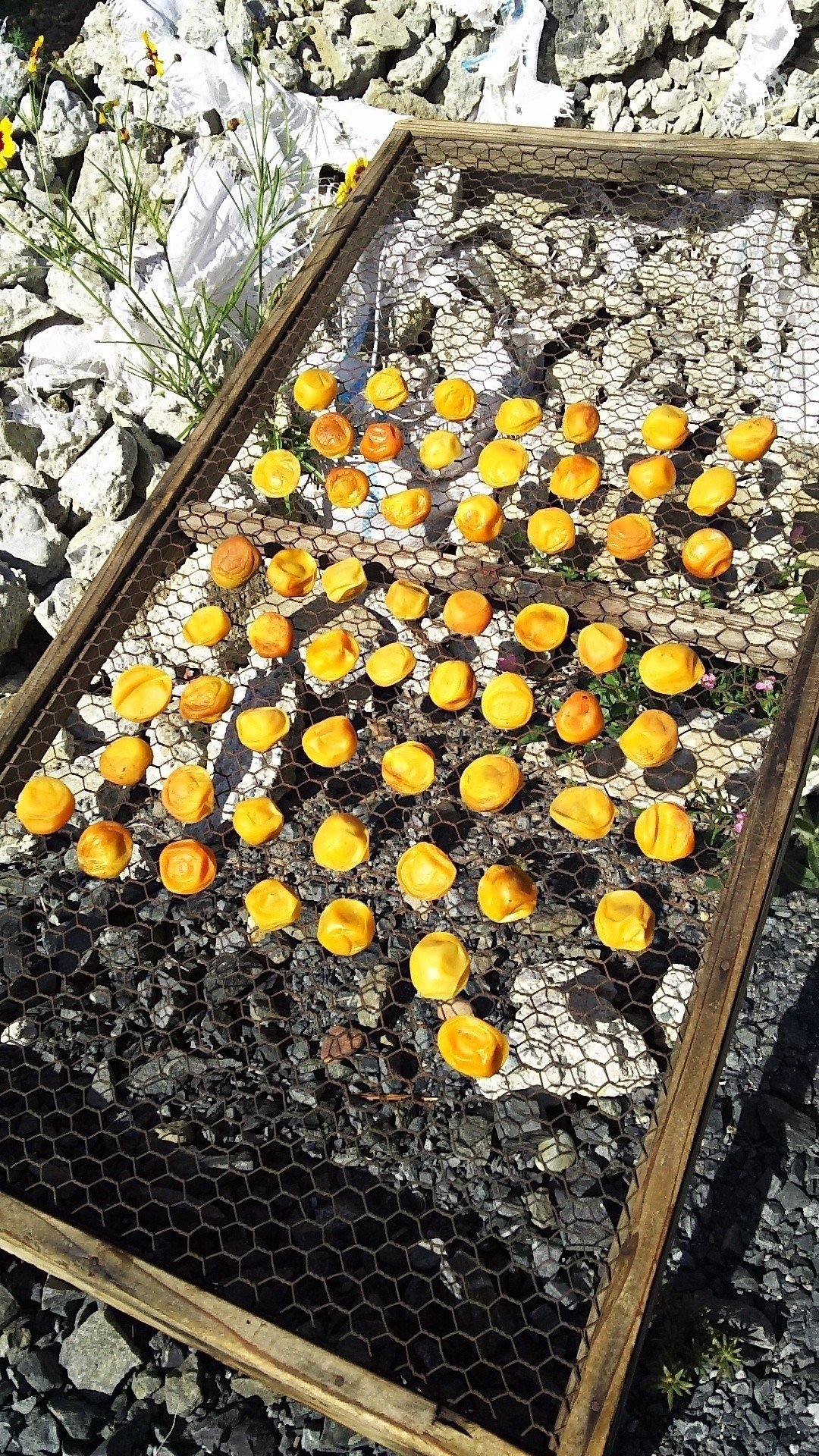 梅干18石川一号 たこ Note