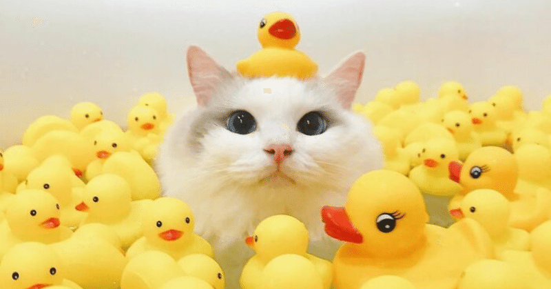 変な猫 6 ～ 風呂が好き