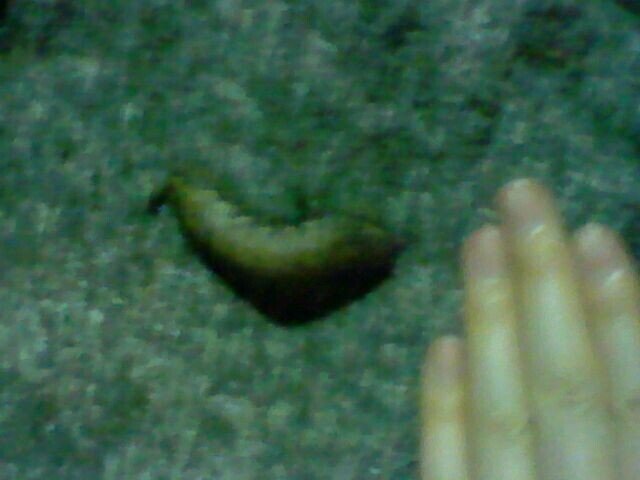 ナメクジかわいい 画像つき 月澄狸 Note