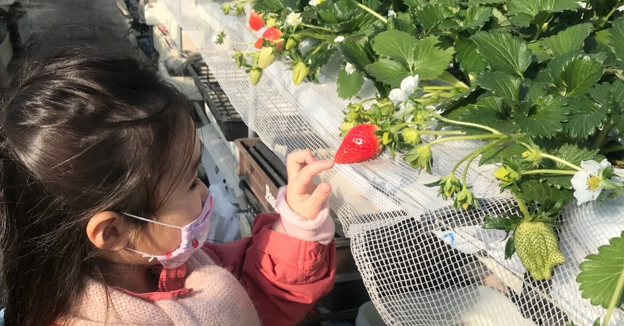 いちご畑でつかまえて｜ノーザンアルプスヴィンヤード