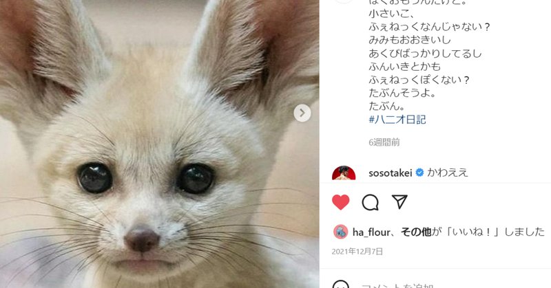 なんて可愛いフェネック！！🦊 うちにも1匹フェネックいます！🦊