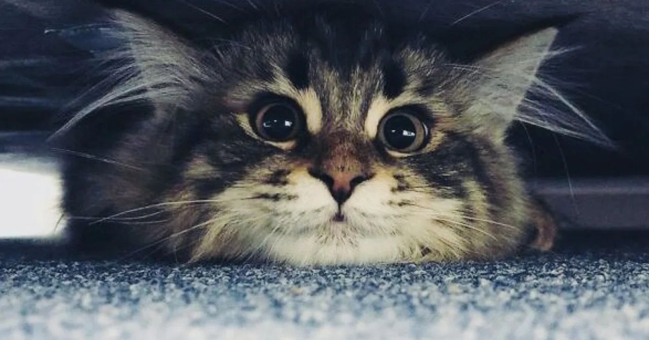 ユーモアなお顔の猫⑦ 変な猫 7 ～ 顔芸をする｜ノリノリ