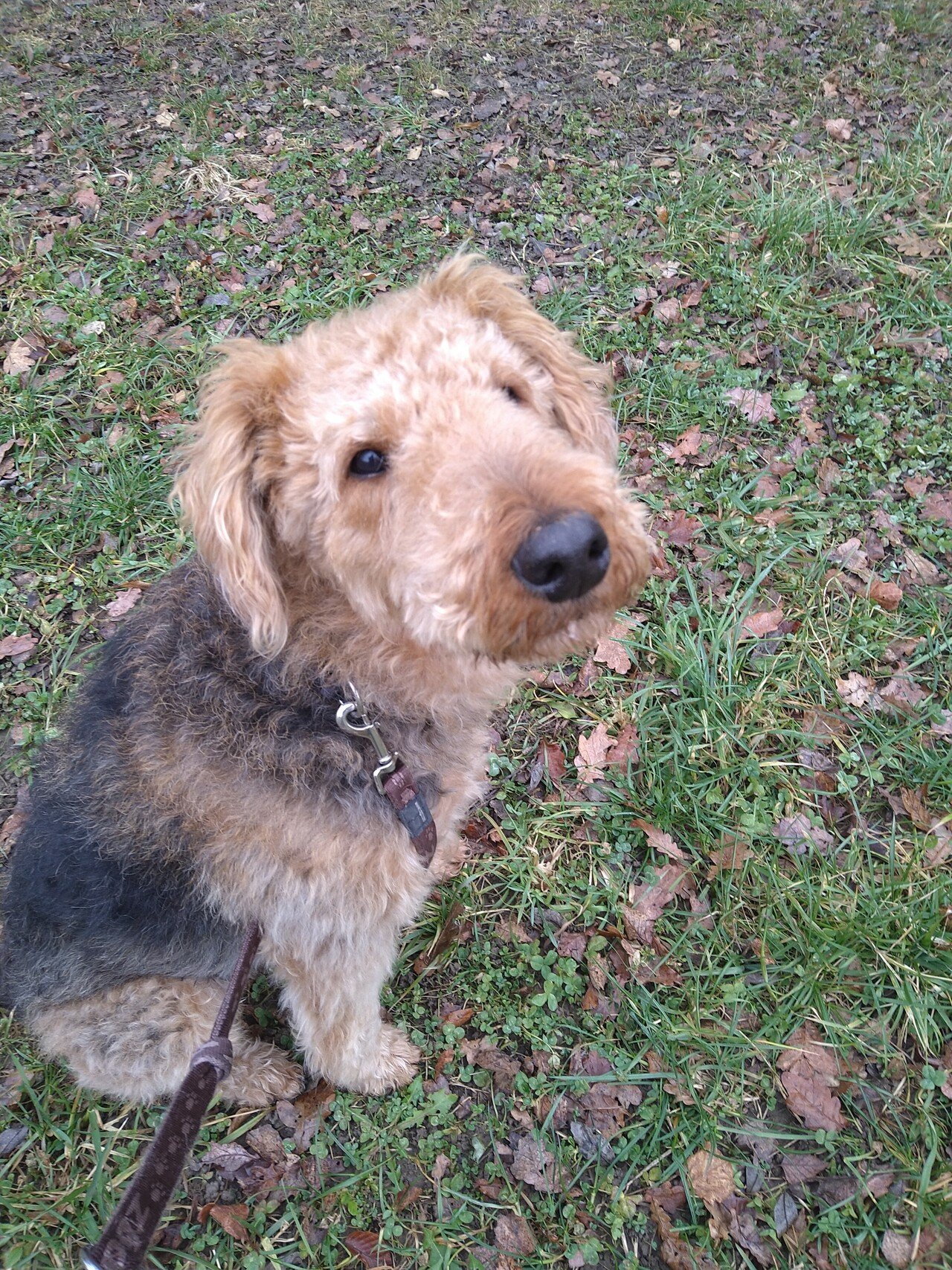 食いしん坊な犬 アポロの母ちゃん Note