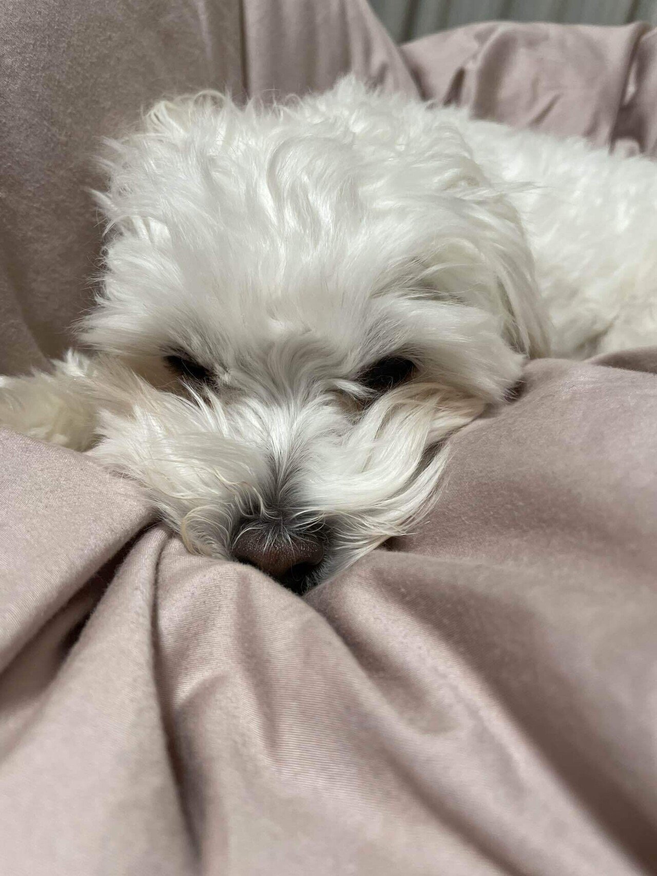 まだ眠い マルチーズ 犬のいる生活 犬のいる暮らし 我が家のペット自慢 こふく部長 鈴麻呂 Note