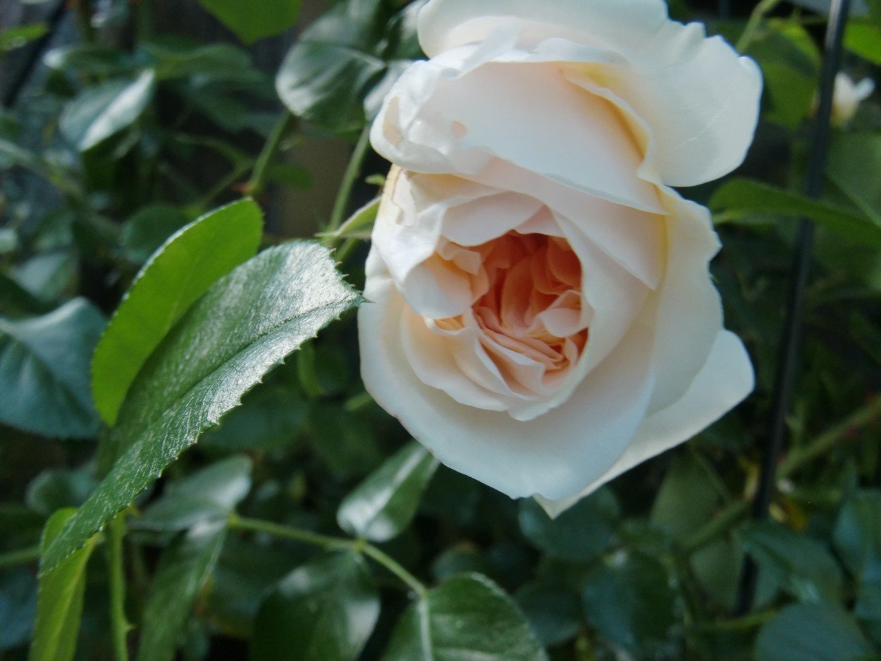 白薔薇 3種それぞれの可愛らしさ 足袋猫 Note 白薔薇 3種それぞれの可愛らしさ 足袋猫 Note