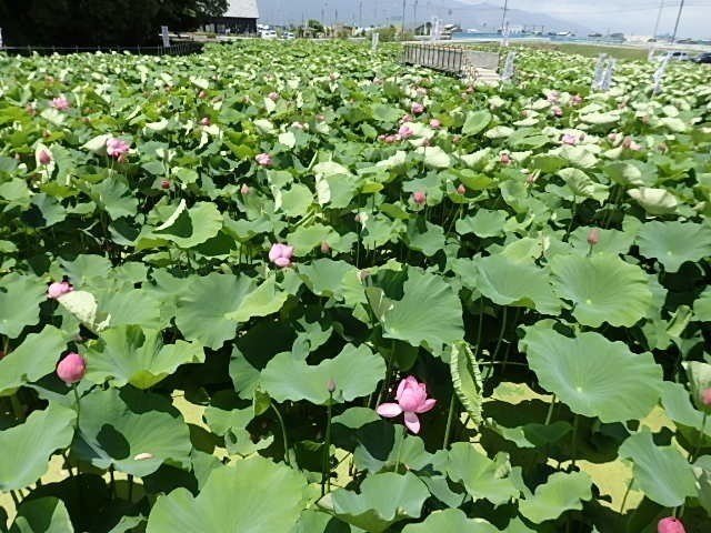 木曽川のテナガエビ釣り 7月2日 リシュン Note 木曽川のテナガエビ釣り 7月2日 リシュン Note