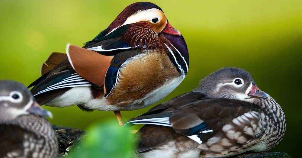 おしどり夫婦の由来である鳥に隠された浮気という真実｜swing16o