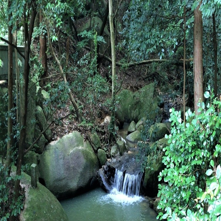 三豊市のオススメ神社 大水上神社 美しい森の中のパワースポット 週刊みとよ ほんまモンradio