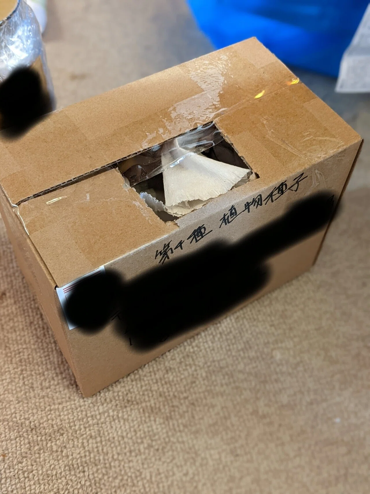 メルカリでやたら安いアガベのセットを買ってみた。｜うめすけ / 多肉