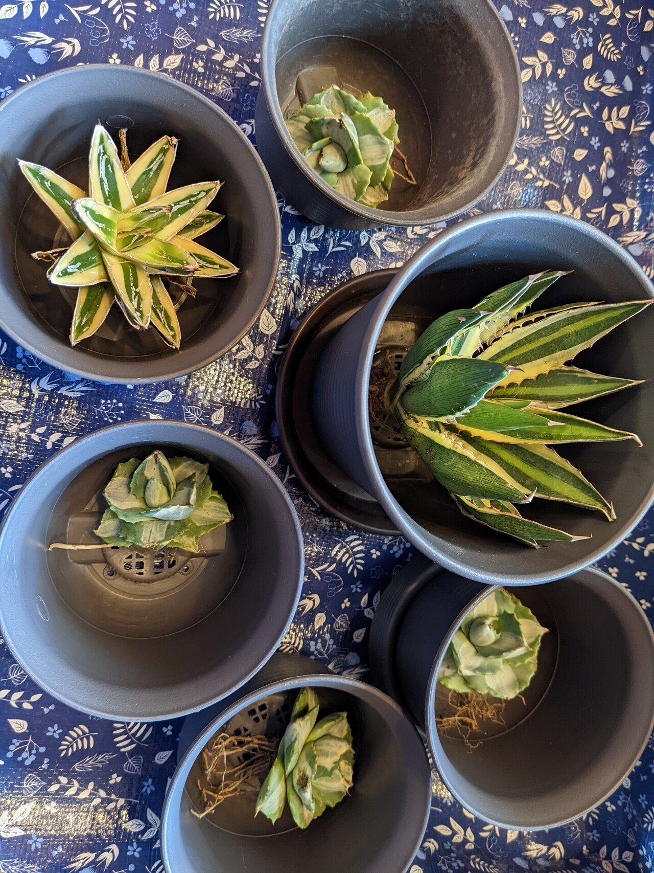 メルカリでやたら安いアガベのセットを買ってみた。｜うめすけ / 多肉