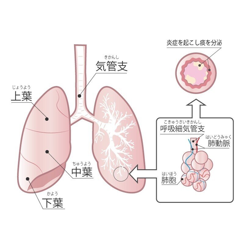 肺　仕組み