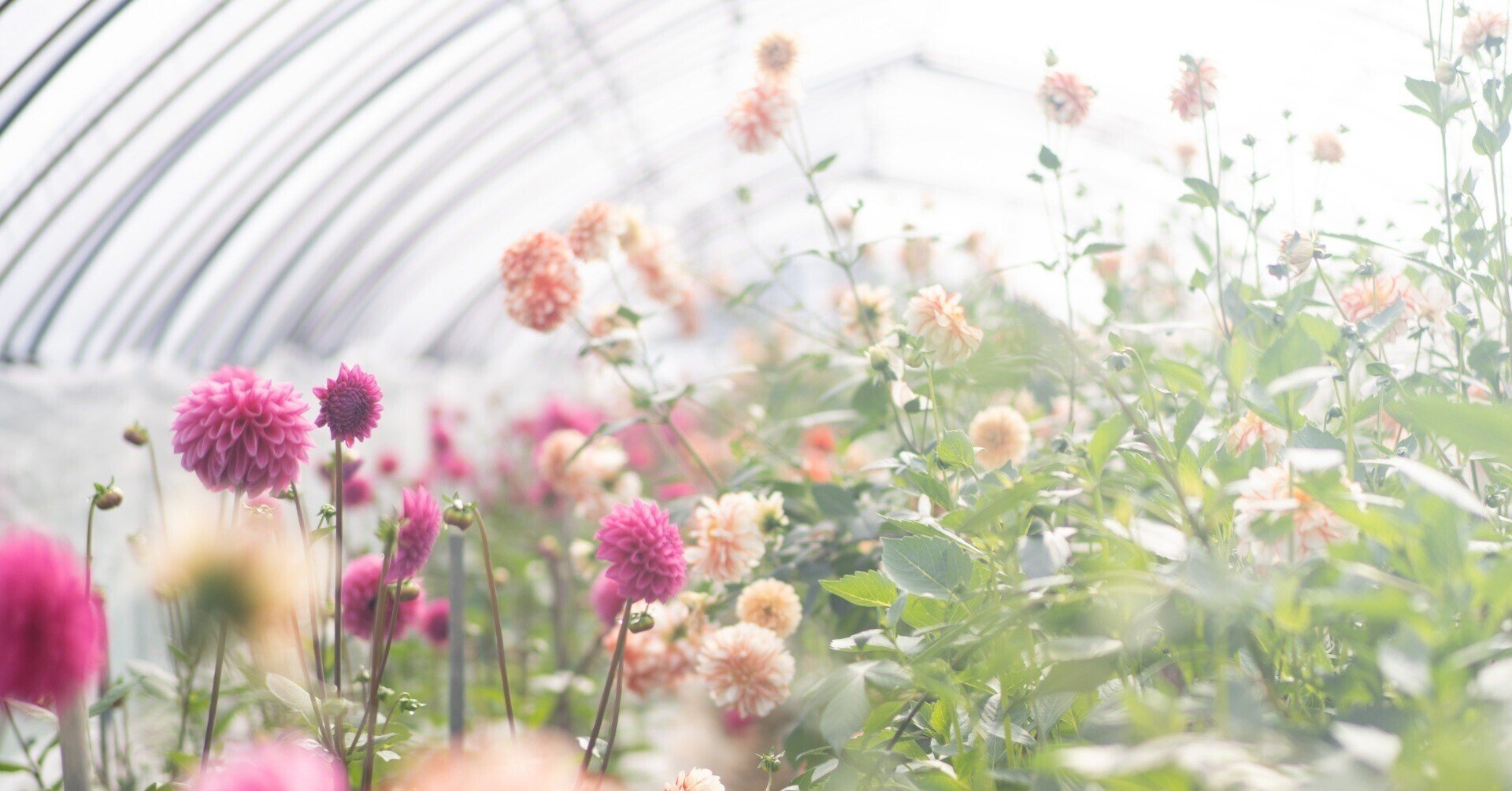 美しい花を美しく育てる 田中 彰 Note 美しい花を美しく育てる 田中 彰 Note