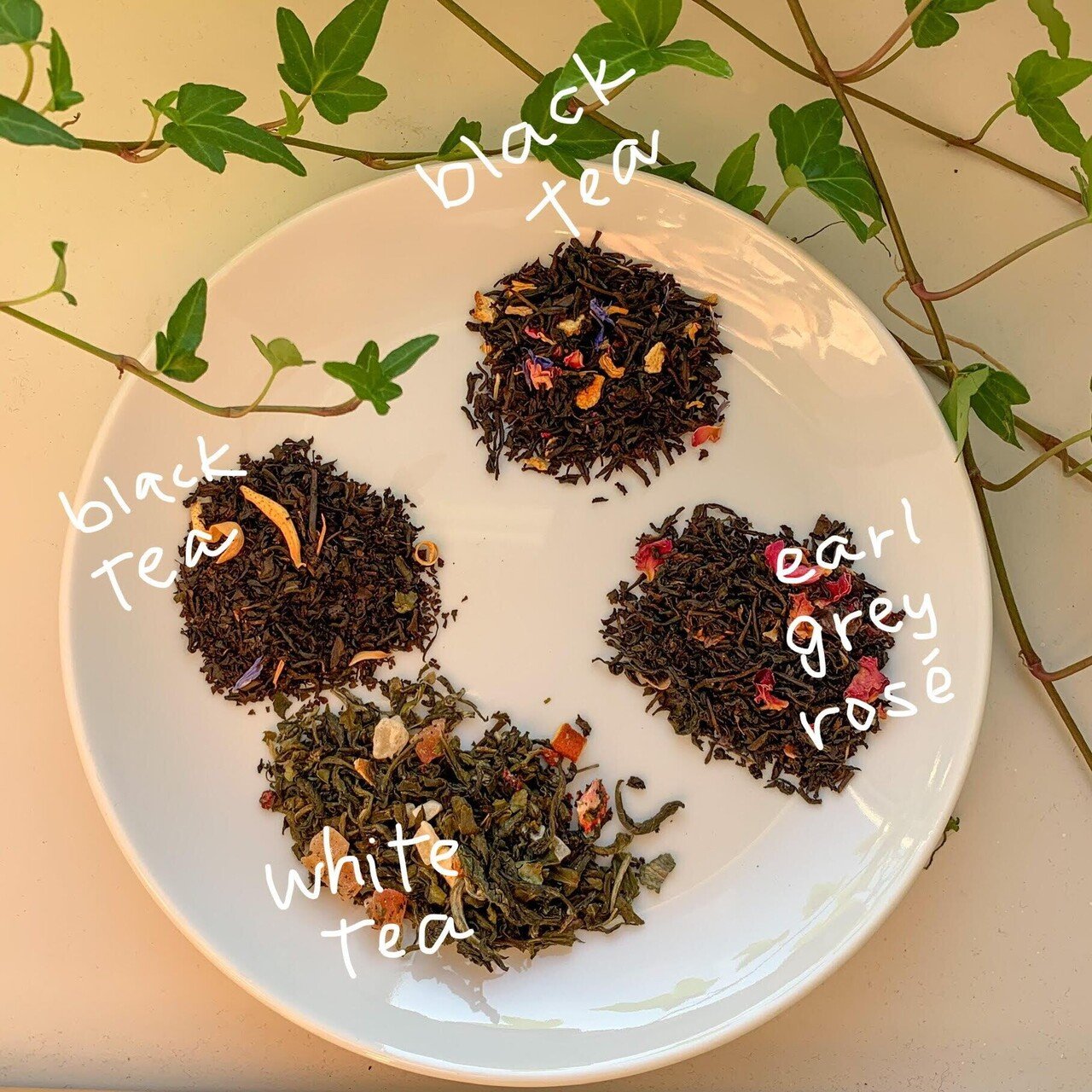 北欧独特の紅茶の魅力を語る！｜nana スウェーデンの大学院生🇸🇪