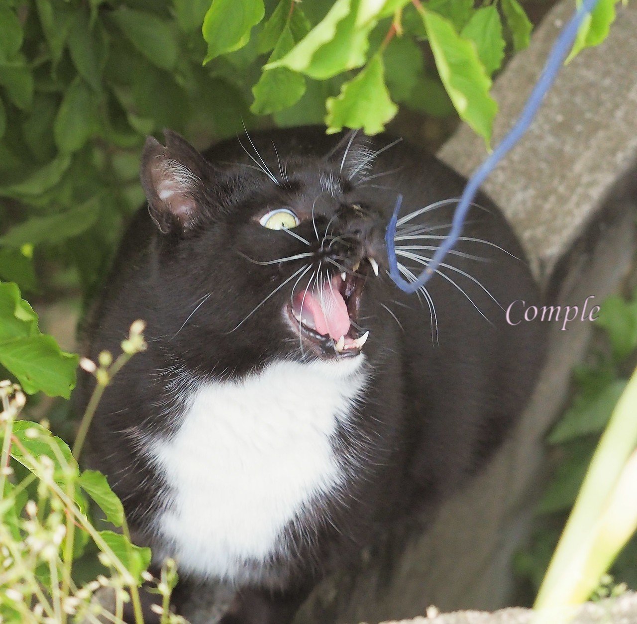 猫釣り コンプル Note 猫釣り コンプル Note