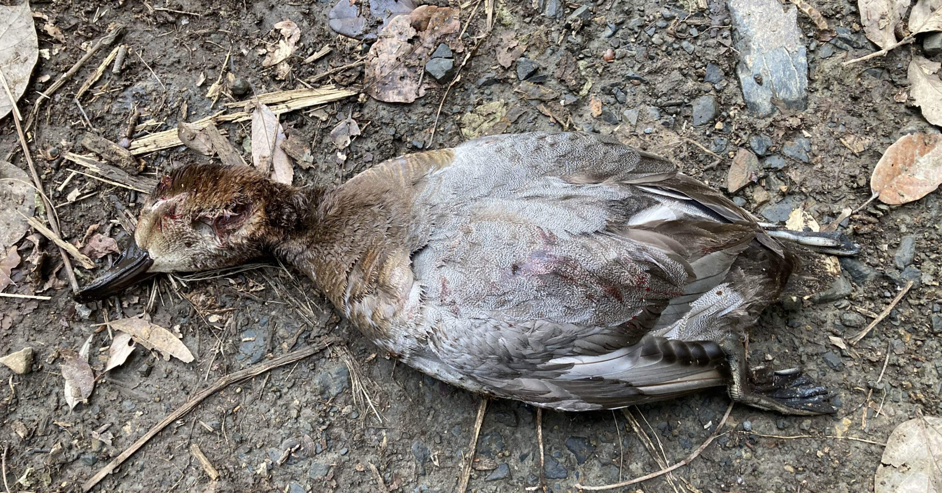 45a67a06849966c55ba0b5f5c31bea