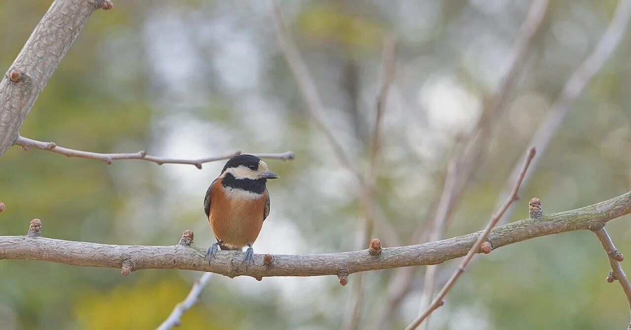 ヤマガラの写真 Varied Tit Photo Yohaku Photo Note
