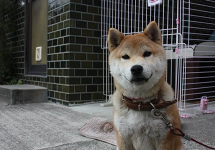 うちの犬 あんまりほえない番犬 Yukanote Note