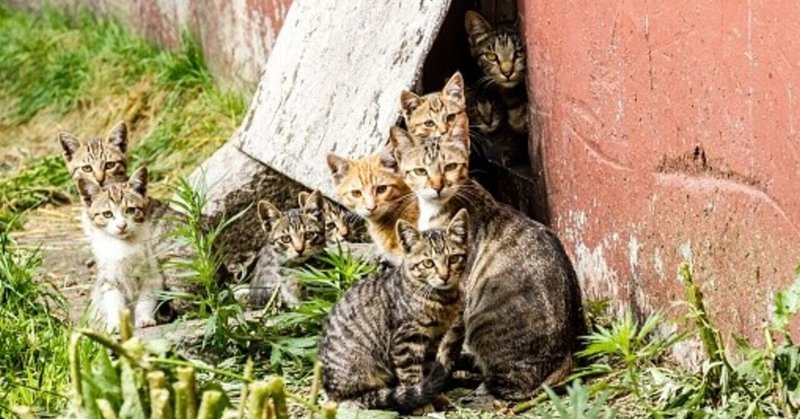 野良猫問題について考えて見よう！