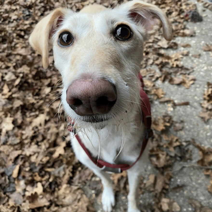 人とオモチャとだけ仲良しの犬 ノリノリ Note