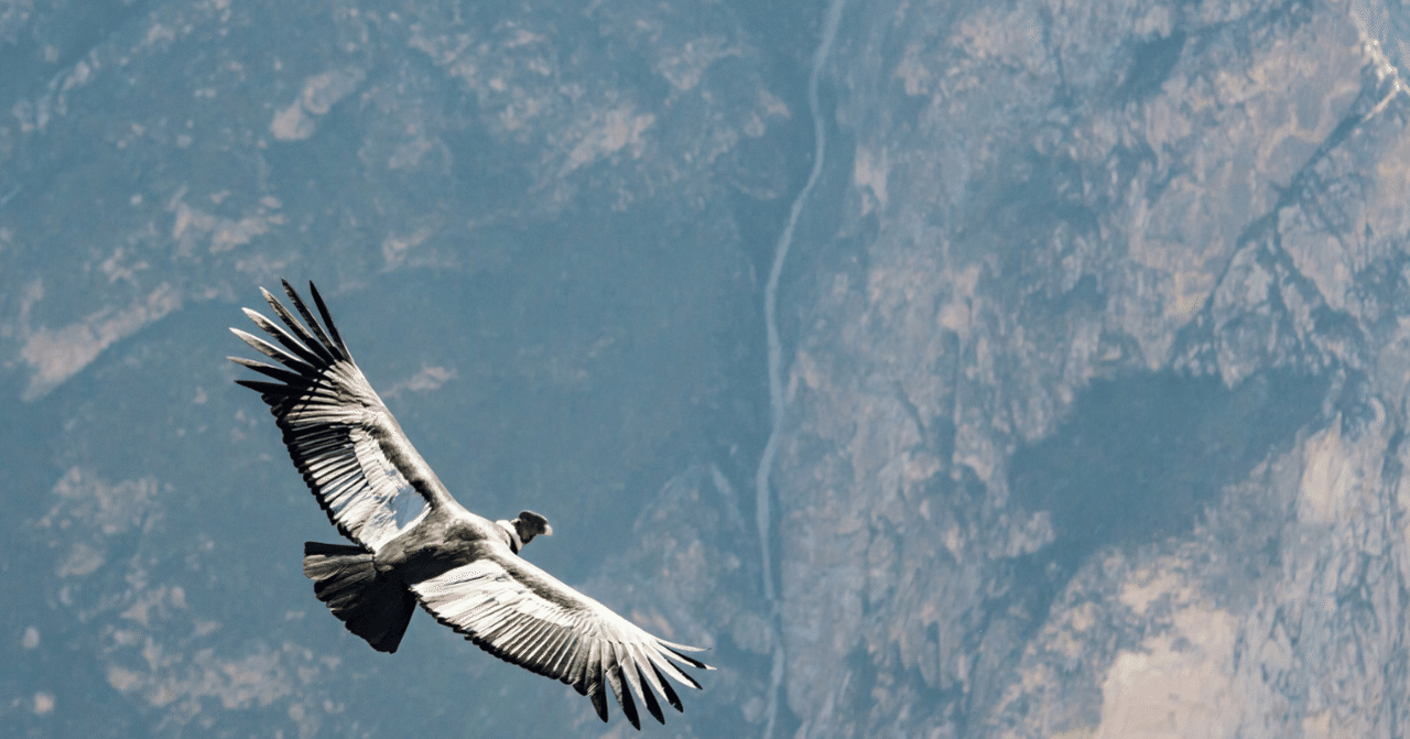 気になる生態 3 羽ばたかない怪鳥 アンデスコンドル ちーた Note 気になる生態 3 羽ばたかない怪鳥 アンデスコンドル ちーた Note