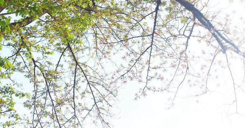 本「葉桜の季節に君を想うということ」※ネタバレはないです。