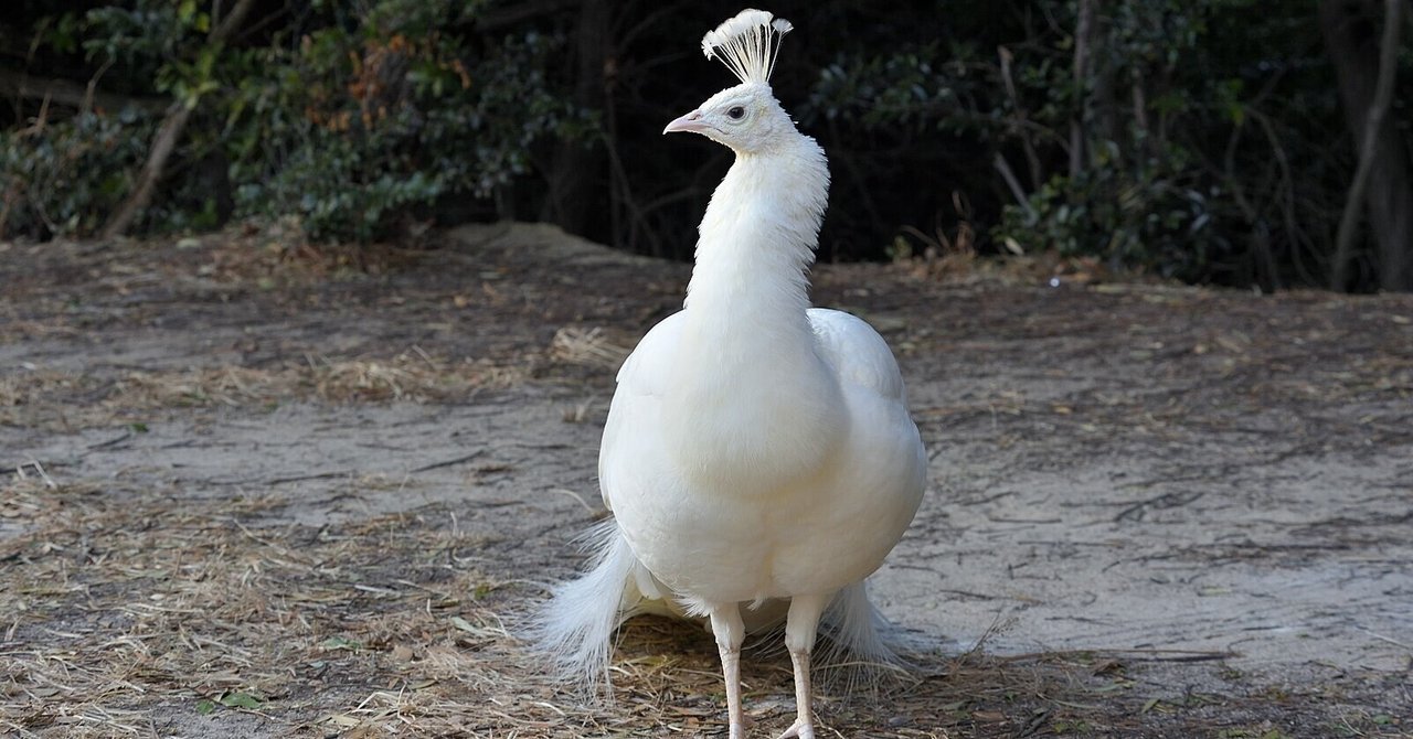 クジャク の新着タグ記事一覧 Note つくる つながる とどける クジャク の新着タグ記事一覧 Note つくる つながる とどける