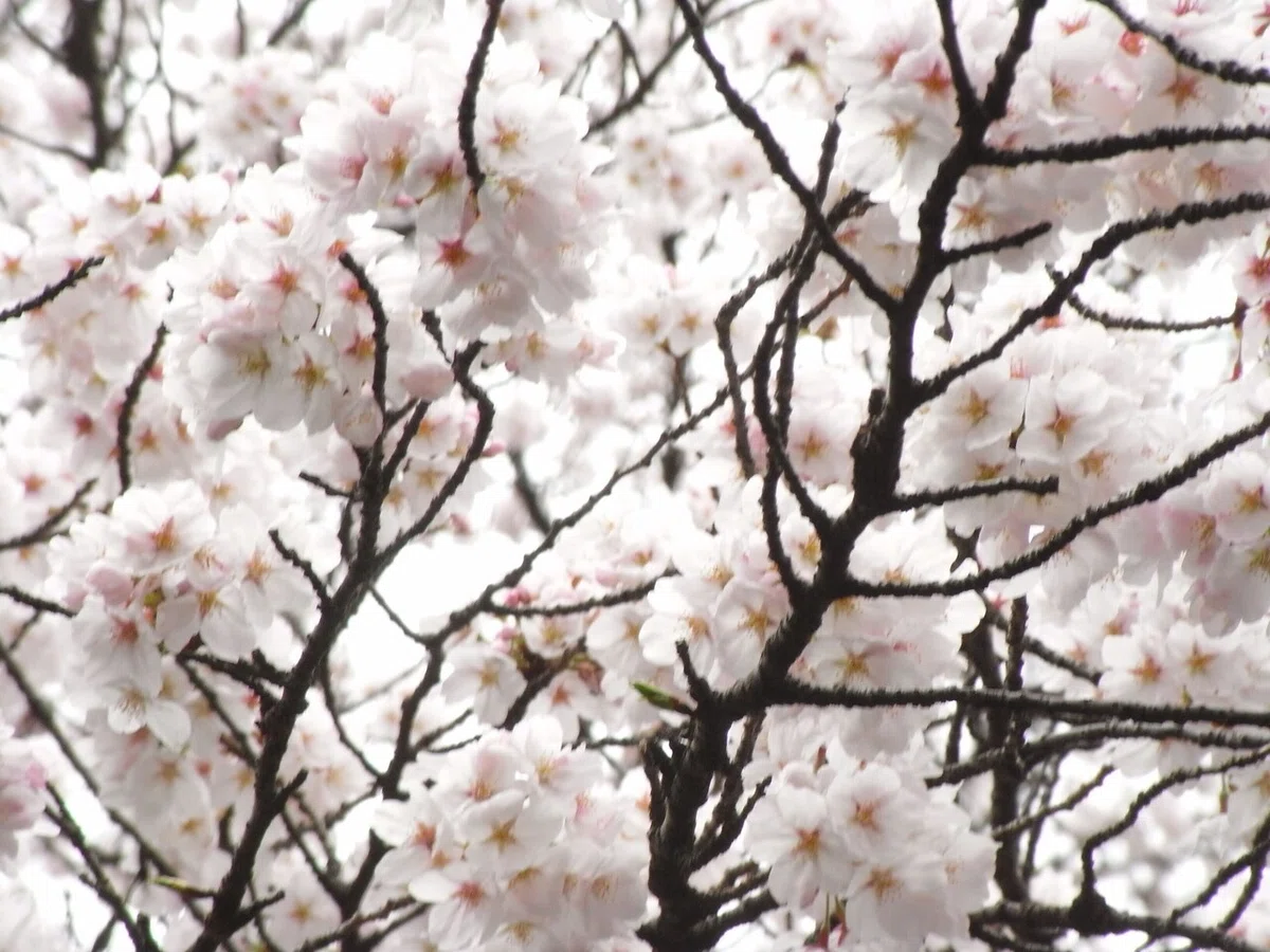画像17