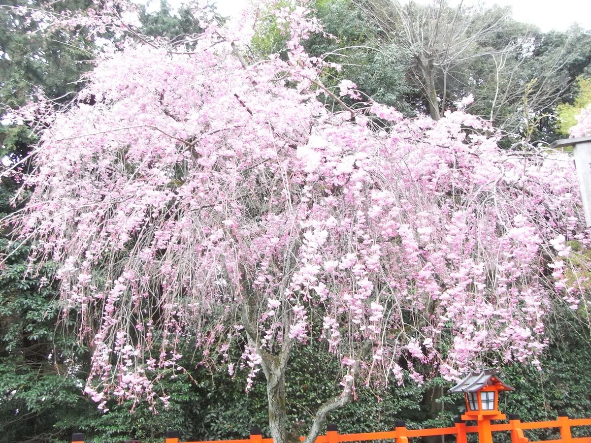 画像23