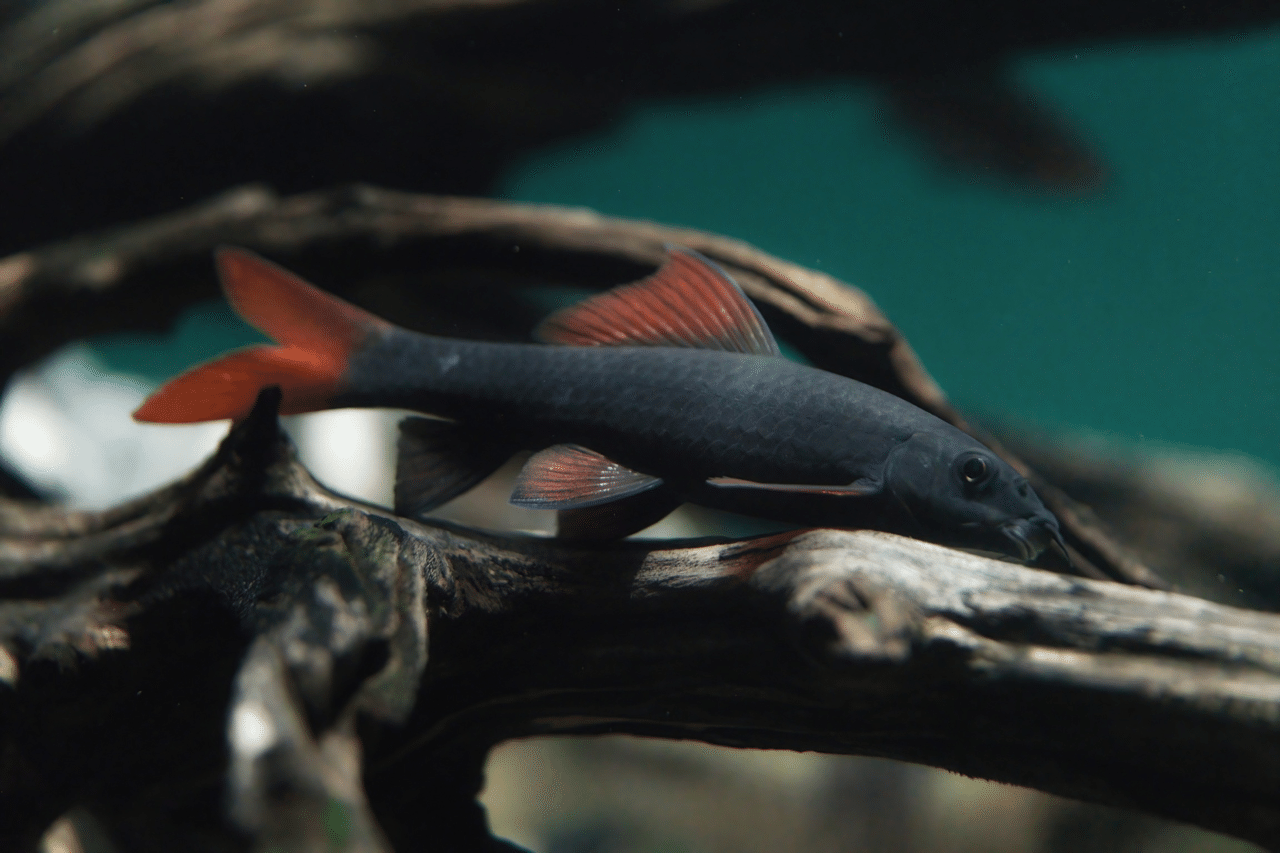 カワスイ オセアニア アジアゾーン アジアその1 マッター Note