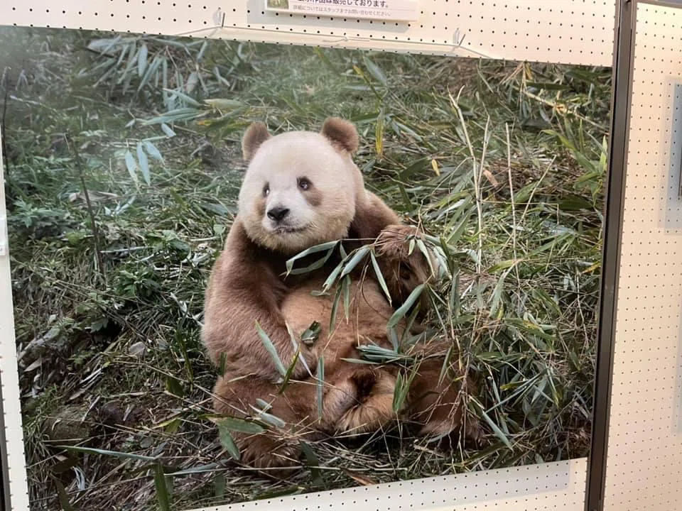 シャンシャン叶悠眞額装写真パンダ