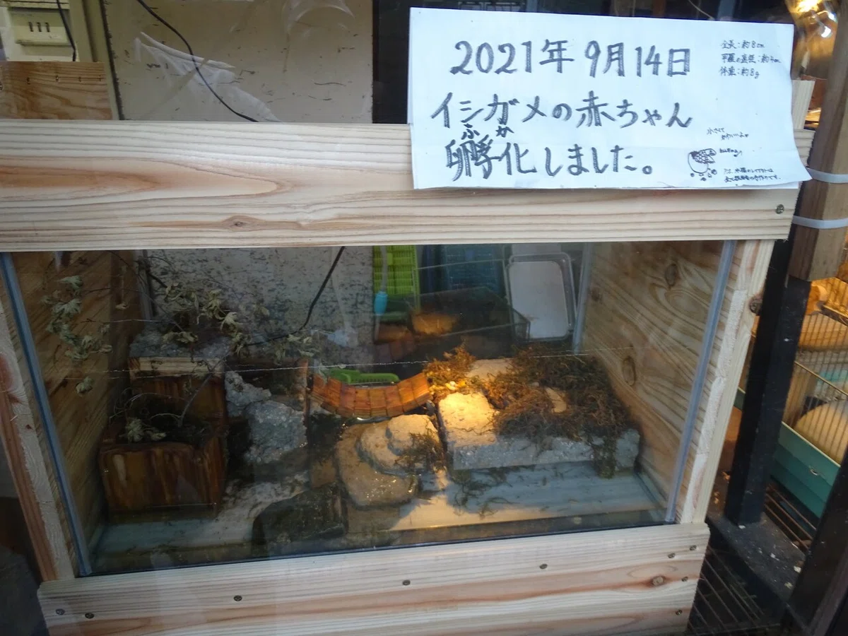 画像40
