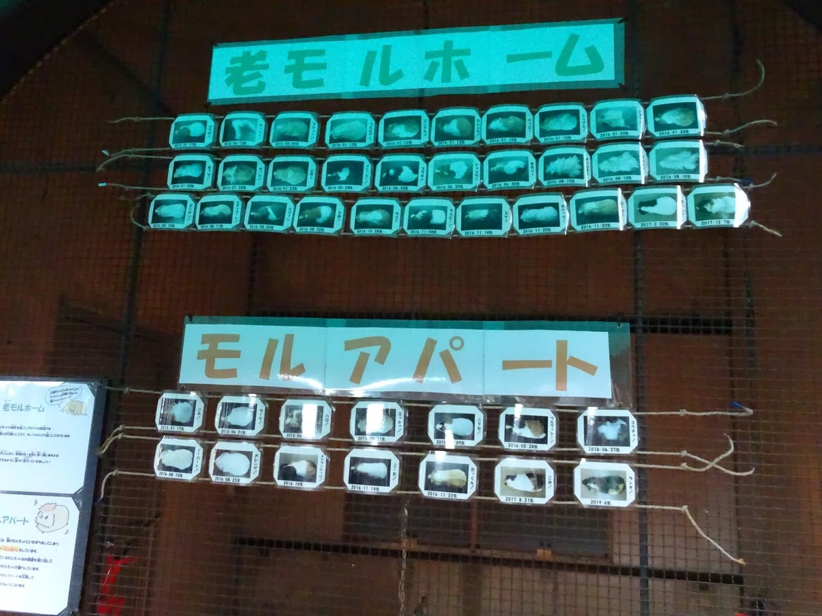 画像34