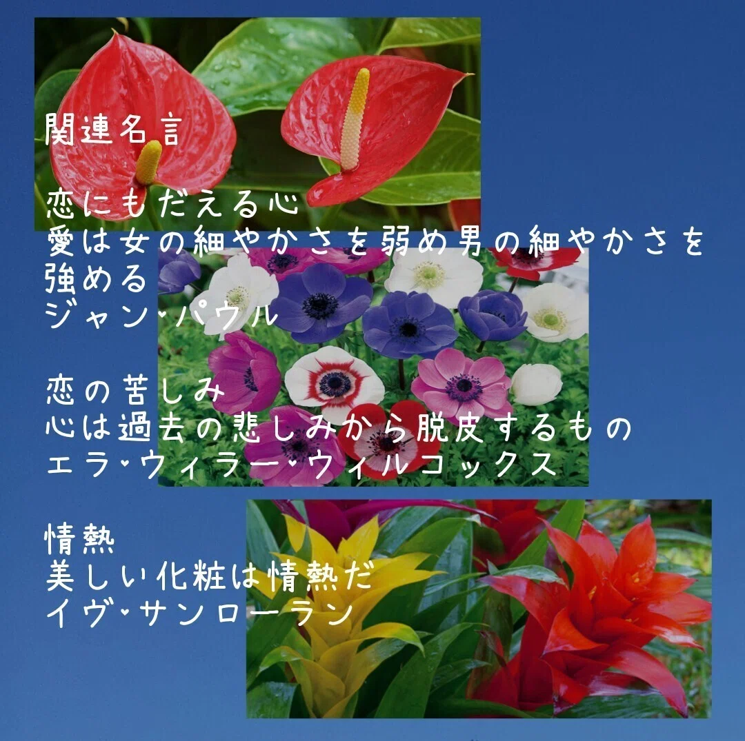 今日の花 1 22 花言葉 アンスリウム 煩悩 恋にもだえる心 アネモネ はかない恋 恋の苦しみ 見捨てられた 見放された グズマニア 理想の夫婦 情熱 ひとこと 恋は 情熱かもしれない 𝒹𝒶 だー Note