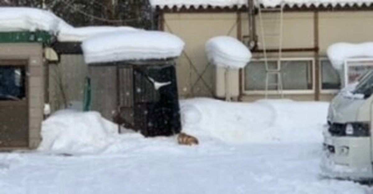 フォワード 4トン ダンプ 深ダンプ 排雪ダンプ アルミ差し枠