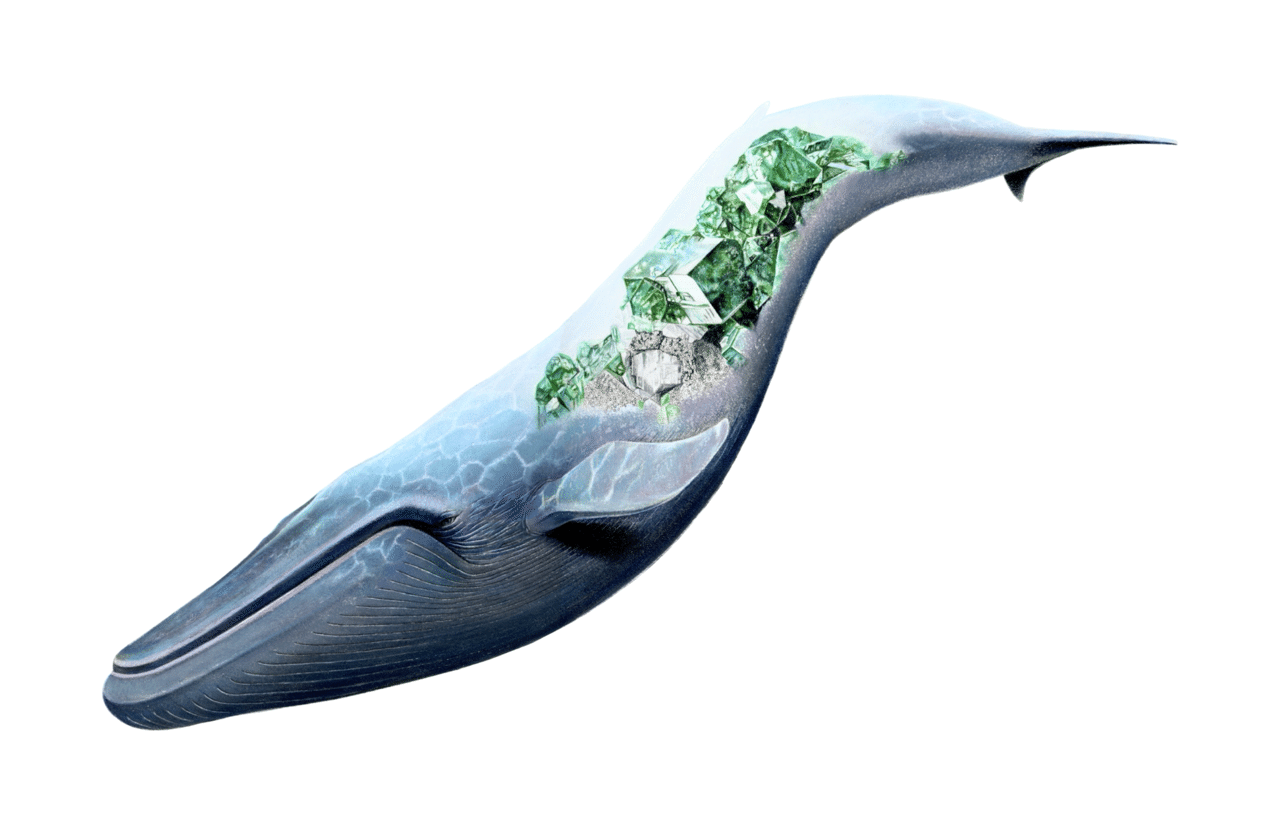 シロナガスクジラ ダイオプテーズ 安部祐一朗 Yuichiro Abe Note シロナガスクジラ ダイオプテーズ 安部祐一朗 Yuichiro Abe Note