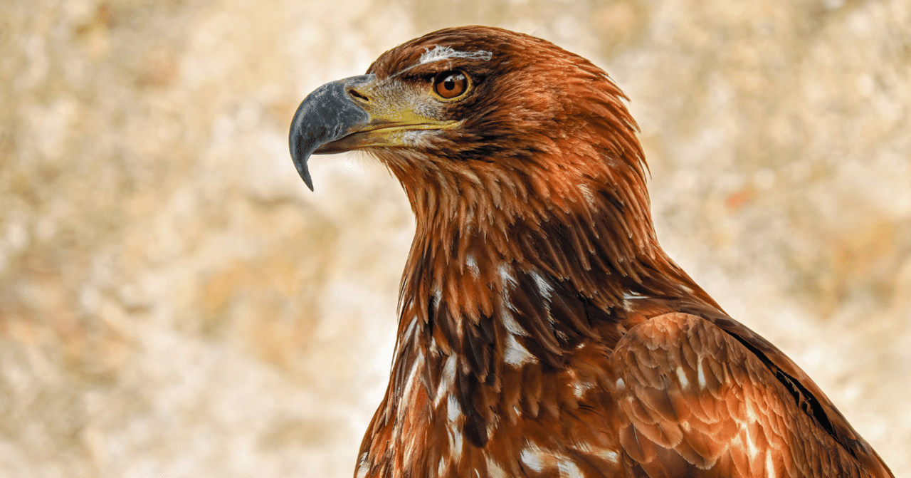 気になる生態】 #4 兄弟間闘争 「イヌワシ」｜ちーた