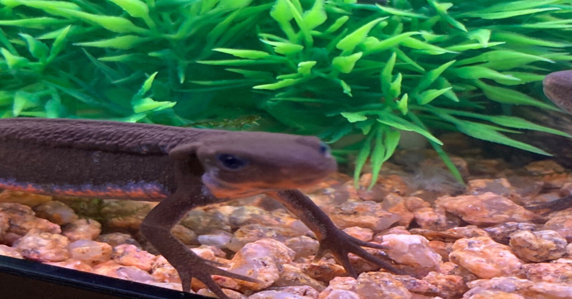 アカハライモリの水槽バージョンup 温州みかん 花木 花苗育成中 イモリ飼育中 Note アカハライモリの水槽バージョンup 温州みかん 花木 花苗育成中 イモリ飼育中 Note