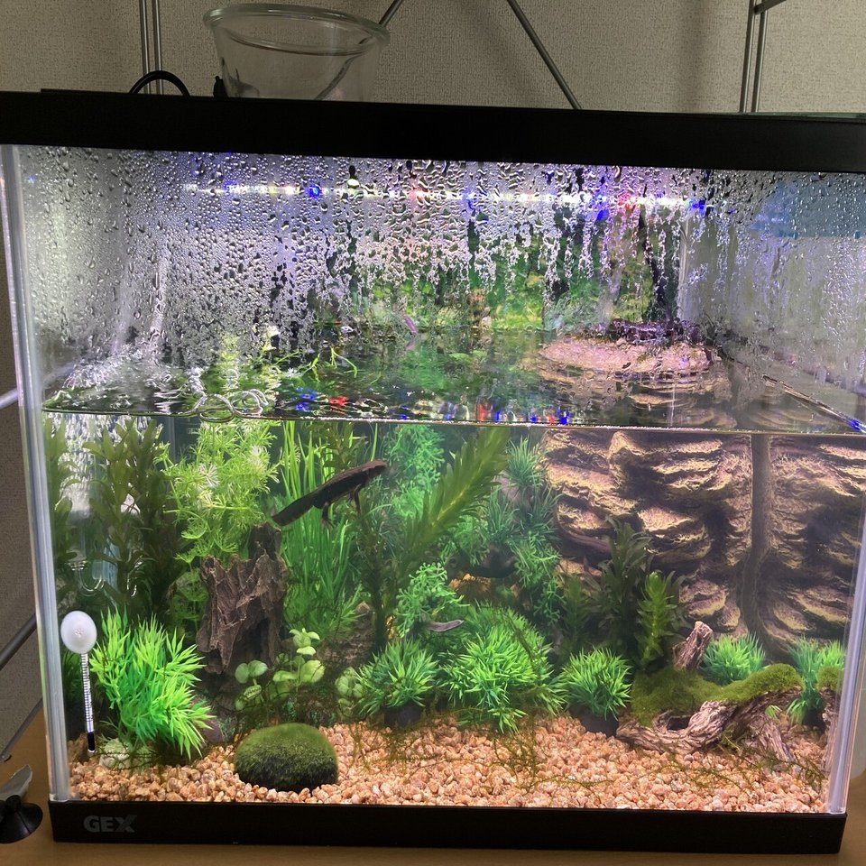 アカハライモリの水槽バージョンup 温州みかん 花木 花苗育成中 イモリ飼育中 Note