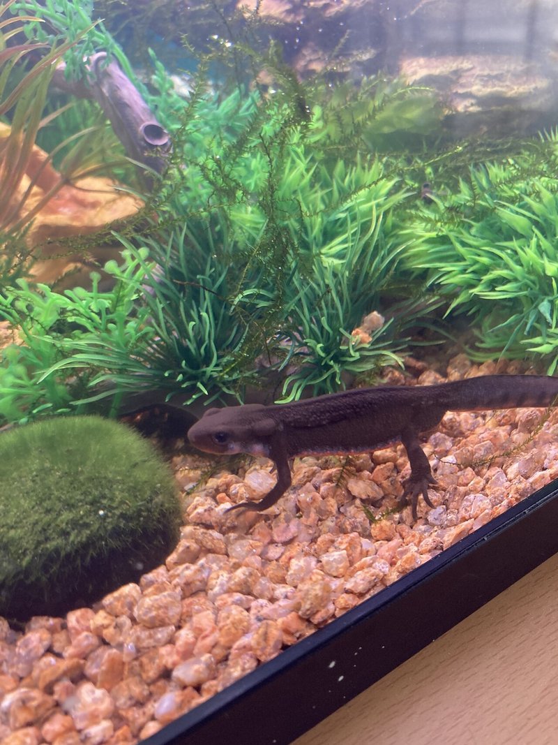 アカハライモリの水槽バージョンup 温州みかん 花木 花苗育成中 イモリ飼育中 Note