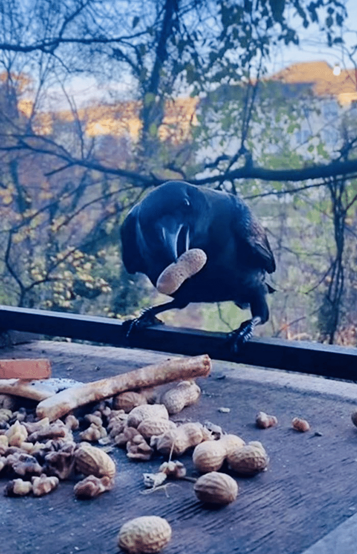 カラスの恩返し ノリノリ Note